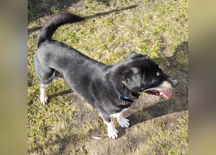 fröhlicher Benno 3 J. kastr., sucht sein Traumzuhause