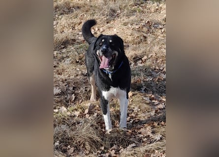 fröhlicher Benno 3 J. kastr., sucht sein Traumzuhause