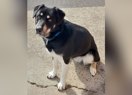 fröhlicher Benno 3 J. kastr., sucht sein Traumzuhause