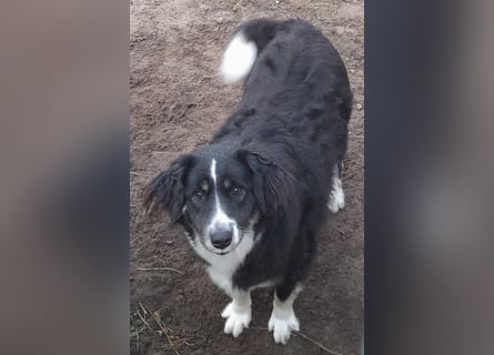 Knutschkugel Betty 3 J.  kastr., sucht ihr Traumzuhause