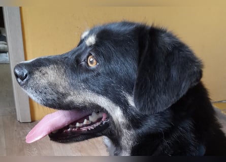 fröhlicher Benno 3 J. kastr., sucht sein Traumzuhause