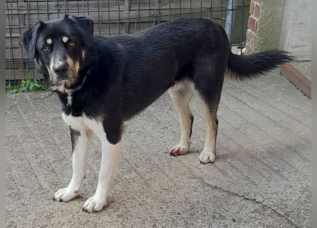 fröhlicher Benno 3 J. kastr., sucht sein Traumzuhause