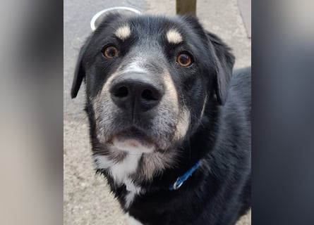 fröhlicher Benno 3 J. kastr., sucht sein Traumzuhause