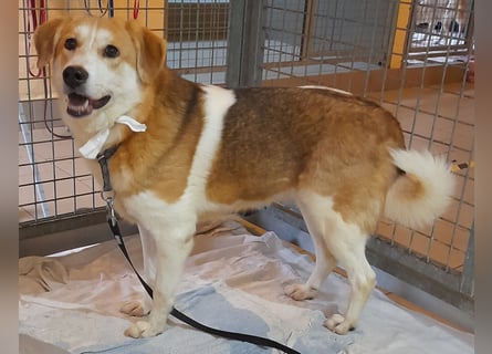 Angsthäschen Hündin kastr., 4 J., sucht sensibles Traumzuhause