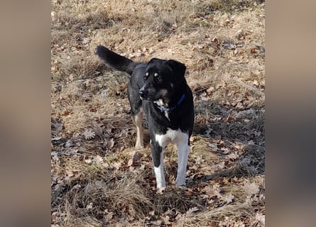 fröhlicher Benno 3 J. kastr., sucht sein Traumzuhause