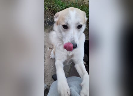 fröhliche Kessy 1 J. kastr. sucht ihre Herzensmenschen fröhliche Kessy 1 J. kastr. sucht ihre Herzensmenschen