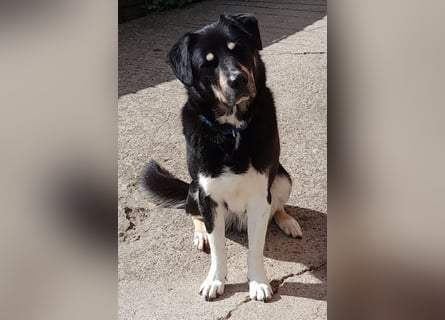 fröhlicher Benno 3 J. kastr., sucht sein Traumzuhause