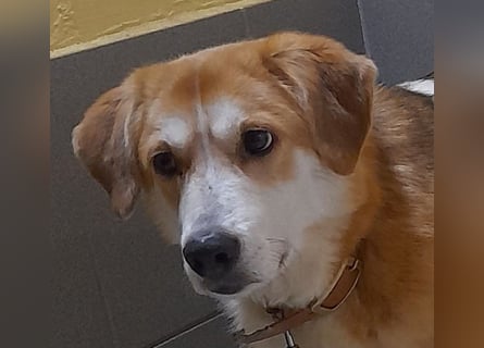 Angsthäschen Hündin kastr., 4 J., sucht sensibles Traumzuhause