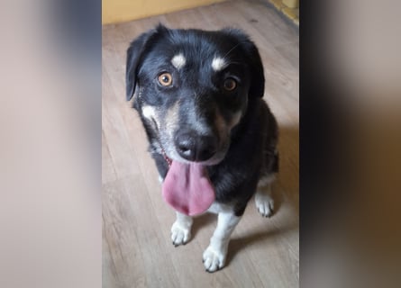 fröhlicher Benno 3 J. kastr., sucht sein Traumzuhause
