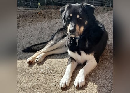 fröhlicher Benno 3 J. kastr., sucht sein Traumzuhause