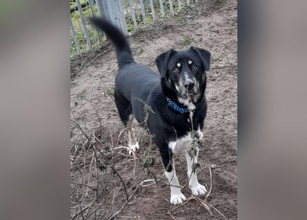 fröhlicher Benno 3 J. kastr., sucht sein Traumzuhause