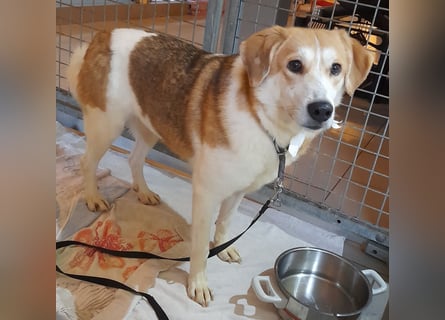 Angsthäschen Hündin kastr., 4 J., sucht sensibles Traumzuhause