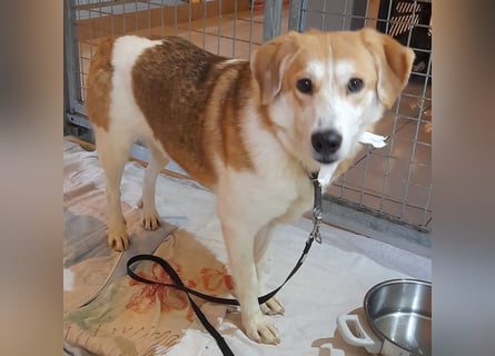 Angsthäschen Hündin kastr., 4 J., sucht sensibles Traumzuhause