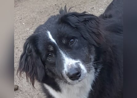 Knutschkugel Betty 3 J.  kastr., sucht ihr Traumzuhause