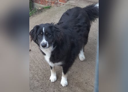 Knutschkugel Betty 3 J.  kastr., sucht ihr Traumzuhause