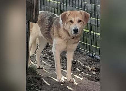 Angsthäschen Hündin kastr., 4 J., sucht sensibles Traumzuhause