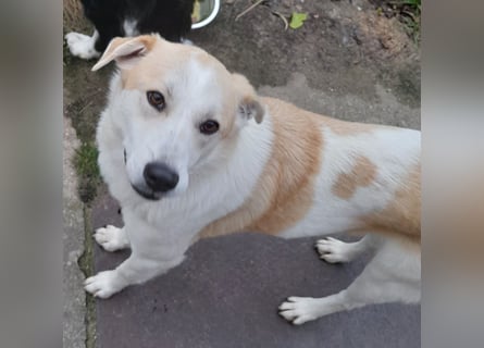 fröhliche Kessy 1 J. kastr. sucht ihre Herzensmenschen fröhliche Kessy 1 J. kastr. sucht ihre Herzensmenschen