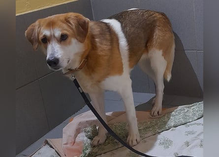 Angsthäschen Hündin kastr., 4 J., sucht sensibles Traumzuhause