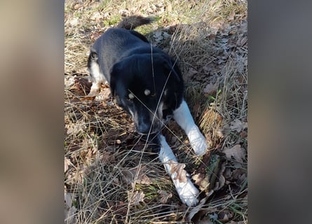 fröhlicher Benno 3 J. kastr., sucht sein Traumzuhause