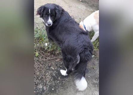 Knutschkugel Betty 2 J.  kastr., sucht ihr Traumzuhause