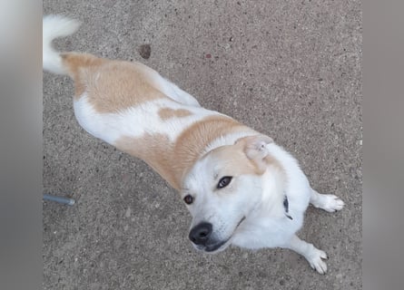 fröhliche Kessy 1 J. kastr. sucht ihre Herzensmenschen fröhliche Kessy 1 J. kastr. sucht ihre Herzensmenschen