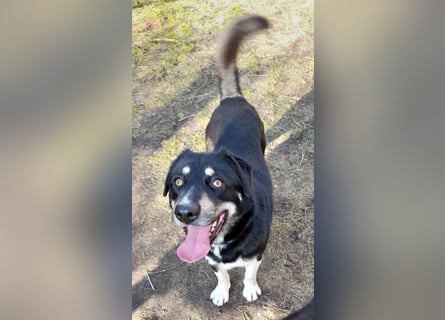 fröhlicher Benno 3 J. kastr., sucht sein Traumzuhause