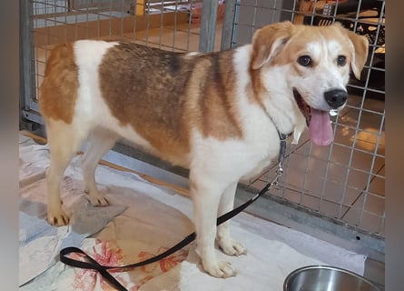 Angsthäschen Hündin kastr., 4 J., sucht sensibles Traumzuhause