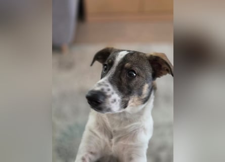 Kalle wartet  in 97513 Michelau