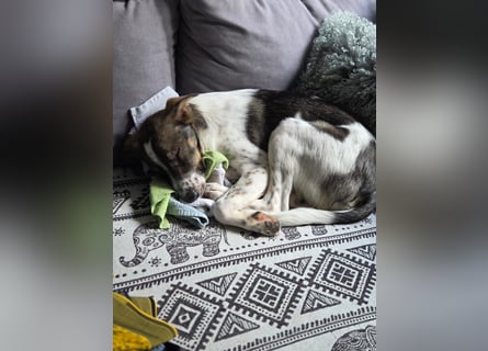 Kalle wartet  in 97513 Michelau