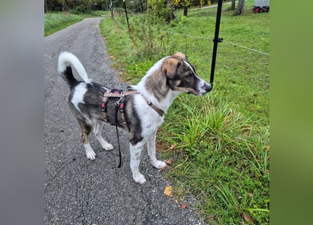 Kalle wartet  in 97513 Michelau