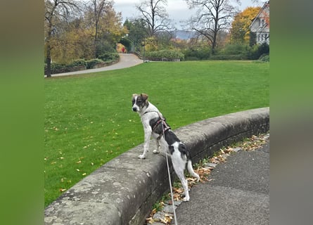 Kalle wartet  in 97513 Michelau