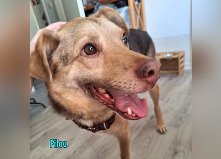 Filou „Käpt’n Dreibein“ geb. 04/2022 (in Deutschland) - ein genügsamer Schatz!