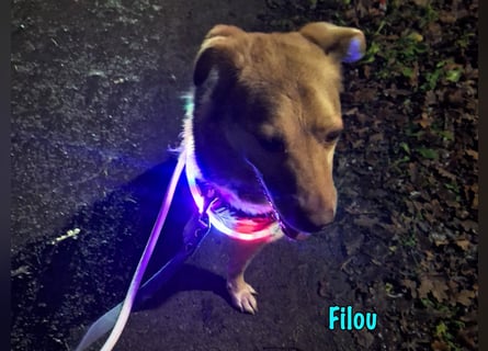 Filou „Käpt’n Dreibein“ geb. 04/2022 (in Deutschland) - ein genügsamer Schatz!