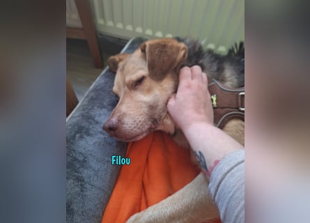 Filou „Käpt’n Dreibein“ geb. 04/2022 (in Deutschland) - ein genügsamer Schatz!