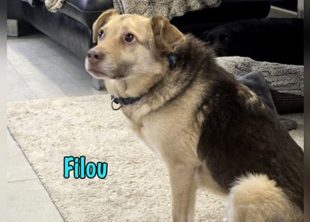 Filou „Käpt’n Dreibein“ geb. 04/2022 (in Deutschland) - sucht dringend Zuhause/Pflegestelle!