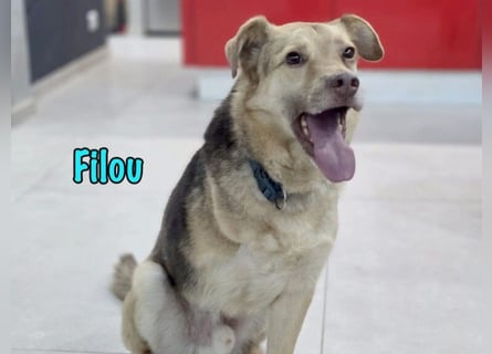 Filou „Käpt’n Dreibein“ geb. 04/2022 (in Deutschland) - sucht dringend Zuhause/Pflegestelle!