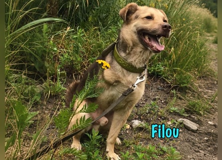 Filou „Käpt’n Dreibein“ geb. 04/2022 (in Deutschland) - ein genügsamer Schatz!