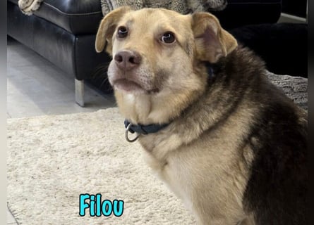 Filou „Käpt’n Dreibein“ geb. 04/2022 (in Deutschland) - sucht dringend Zuhause/Pflegestelle!