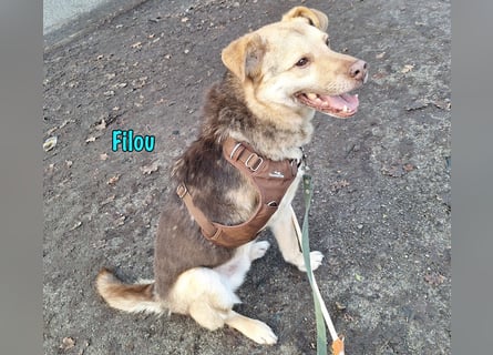 Filou „Käpt’n Dreibein“ geb. 04/2022 (in Deutschland) - ein genügsamer Schatz!