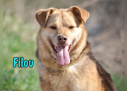 Filou „Käpt’n Dreibein“ geb. 04/2022 (in Deutschland) - ein genügsamer Schatz!