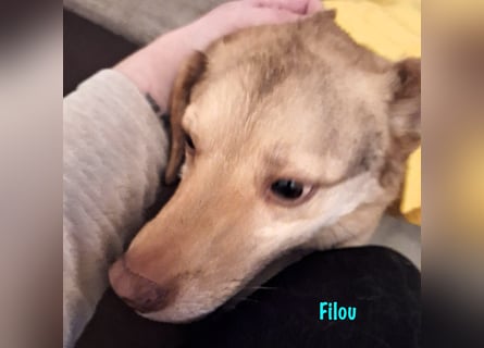 Filou „Käpt’n Dreibein“ geb. 04/2022 (in Deutschland) - ein genügsamer Schatz!