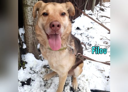 Filou „Käpt’n Dreibein“ geb. 04/2022 (in Deutschland) - ein genügsamer Schatz!