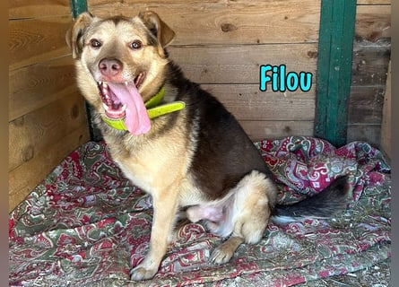 Filou „Käpt’n Dreibein“ geb. 04/2022 (in Deutschland) - ein genügsamer Schatz!