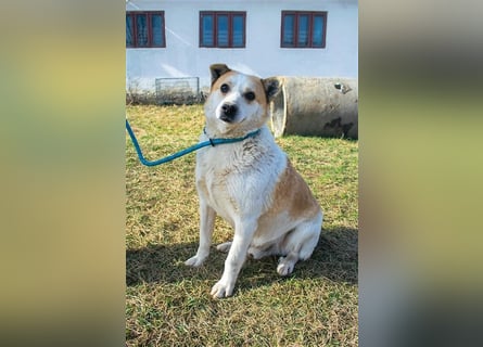 NANUK - sanfter Rüde sucht ein ruhiges Plätzchen