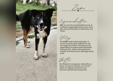 ZEN - der Junge, der sein Glück sucht