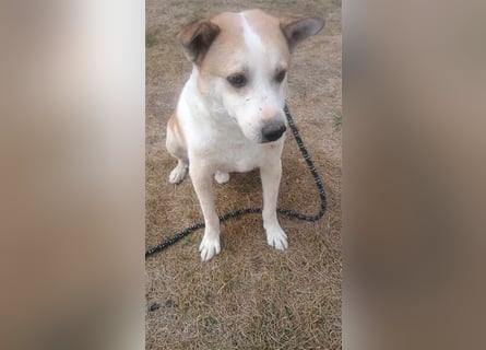 NANUK - sanfter Rüde sucht ein ruhiges Plätzchen