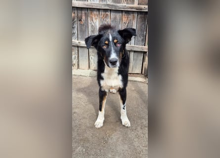 ZEN - der Junge, der sein Glück sucht