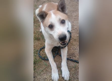 NANUK - sanfter Rüde sucht ein ruhiges Plätzchen