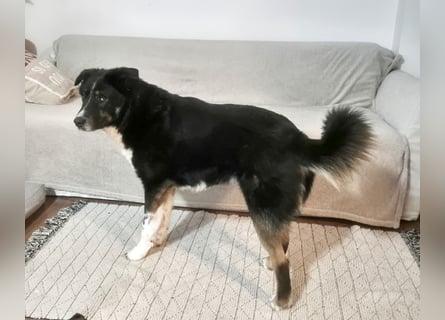 ZEN - der Junge, der sein Glück sucht