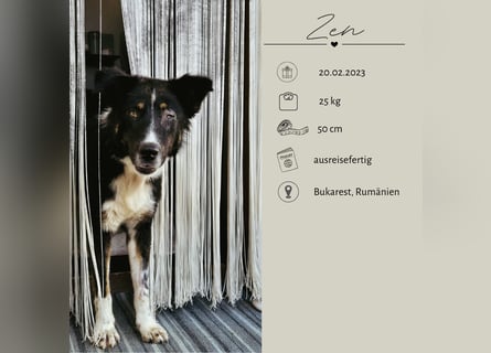 ZEN - der Junge, der sein Glück sucht